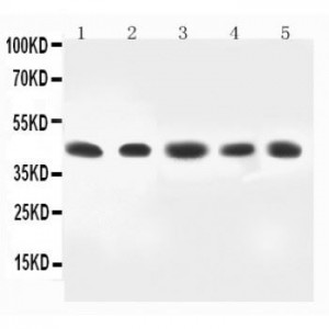 MEK4 Antibody