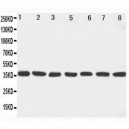 MEK6 Antibody