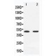 MEK7 Antibody