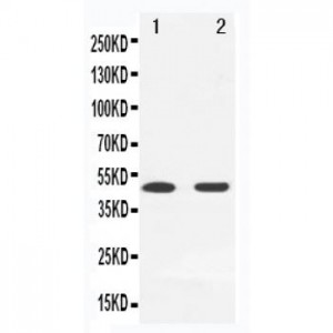 MEK7 Antibody