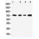 MEKK3 Antibody