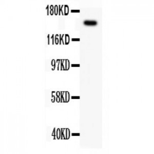 Met(c-Met)  Antibody