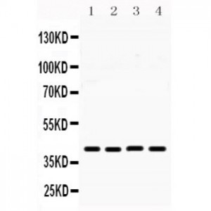 MICB  Antibody