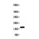 Midkine Antibody