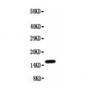 Midkine Antibody