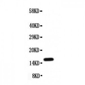 Midkine Antibody