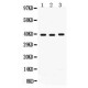 Midkine Antibody