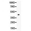 Mitofusin 1  Antibody