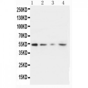 MMP10 Antibody