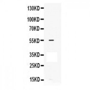 MMP12 Antibody