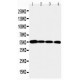 MMP24 Antibody