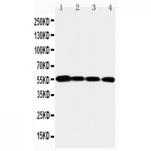 MMP24 Antibody