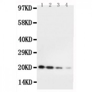 mouse IL10 Antibody