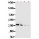 mouse IL18 Antibody