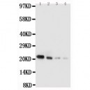 mouse IL18 Antibody