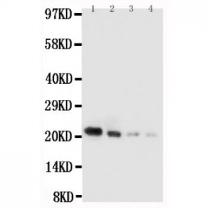 mouse IL18 Antibody