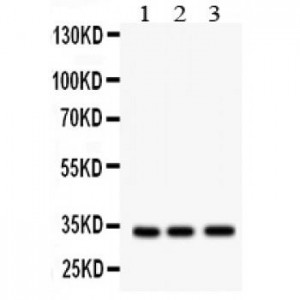 MPG Antibody