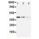 MRP4 Antibody