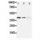 MRP4 Antibody