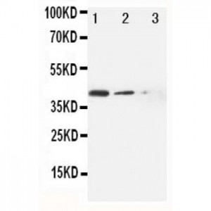 MRP4 Antibody