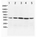 MTCO1 Antibody