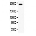 MUC4  Antibody