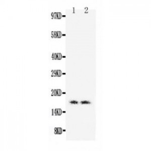 Myoglobin Antibody