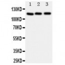 Myosin Phosphatase Antibody