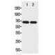 Netrin 1 Antibody