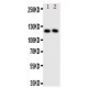 Neuropilin 1 Antibody