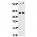 Neuropilin 1 Antibody