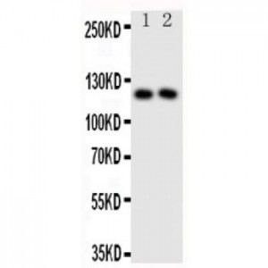 Neuropilin 1 Antibody