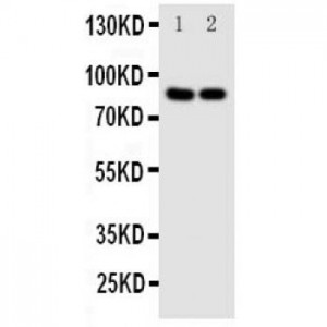 NFAT2 Antibody