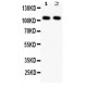 NFkB p105/p50 Antibody