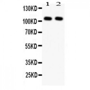 NFkB p105/p50 Antibody