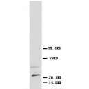 NGF Antibody