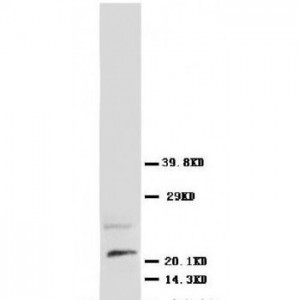 NGF Antibody