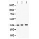 Nkx2.5  Antibody