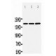 NMDAR2B Antibody