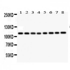 NOS2 Antibody