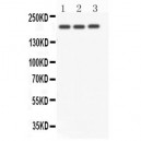 NOTCH4 Antibody