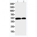 NOXA1 Antibody