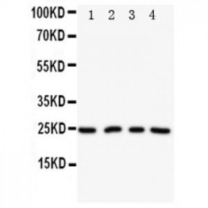 NPM2 Antibody