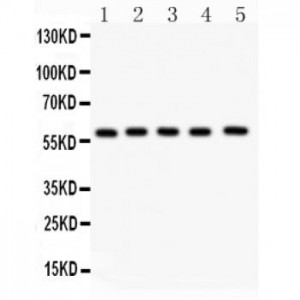 NR5A2/LRH1  Antibody