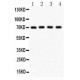 NRG1  Antibody