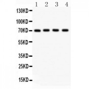 NRG1  Antibody