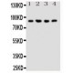 NRG2 Antibody