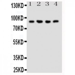 NRG2 Antibody