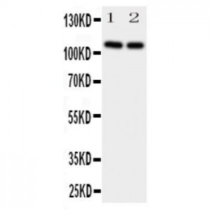 NRP2 Antibody