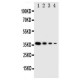 NTAL Antibody